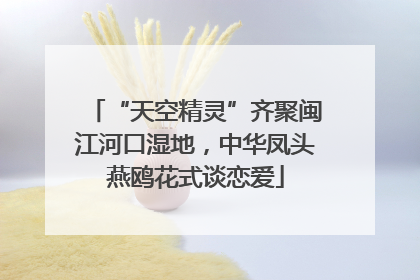 “天空精灵”齐聚闽江河口湿地，中华凤头燕鸥花式谈恋爱