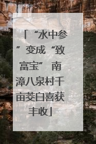 “水中参”变成“致富宝” 南漳八泉村千亩茭白喜获丰收