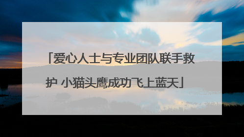 爱心人士与专业团队联手救护 小猫头鹰成功飞上蓝天
