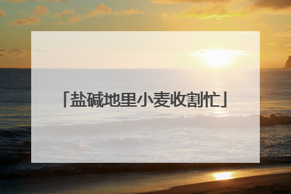 盐碱地里小麦收割忙