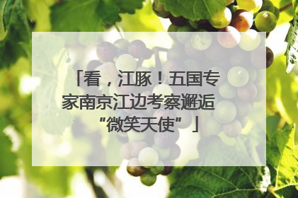 看，江豚！五国专家南京江边考察邂逅“微笑天使”