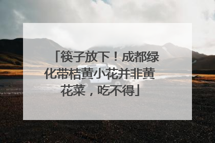 筷子放下！成都绿化带桔黄小花并非黄花菜，吃不得