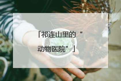 祁连山里的“动物医院”