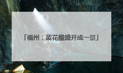 福州：蓝花楹盛开成一景
