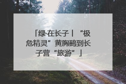 绿·在长子丨“极危精灵”黄胸鹀到长子营“旅游”
