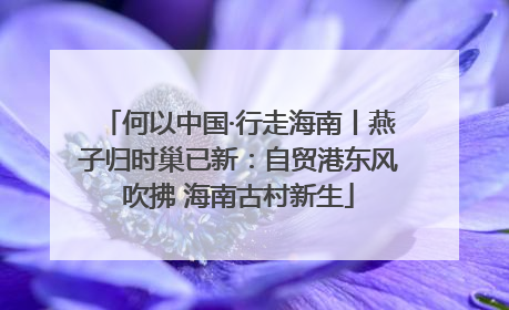 何以中国·行走海南丨燕子归时巢已新：自贸港东风吹拂 海南古村新生