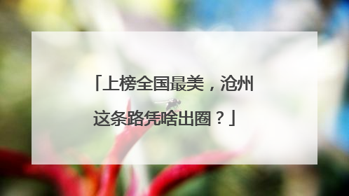 上榜全国最美，沧州这条路凭啥出圈？