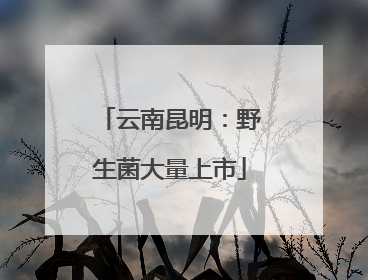 云南昆明：野生菌大量上市