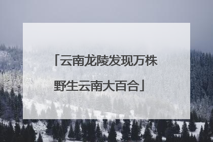 云南龙陵发现万株野生云南大百合
