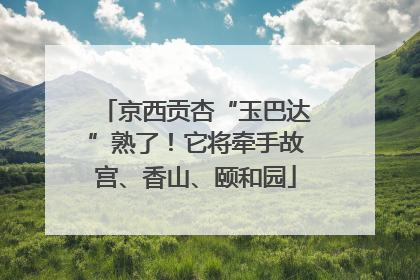 京西贡杏“玉巴达”熟了！它将牵手故宫、香山、颐和园