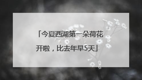 今夏西湖第一朵荷花开啦，比去年早5天