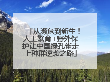 从濒危到新生！人工繁育+野外保护让中国绿孔雀走上种群逆袭之路
