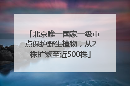 北京唯一国家一级重点保护野生植物，从2株扩繁至近500株