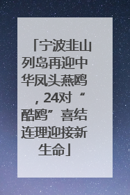 宁波韭山列岛再迎中华凤头燕鸥，24对“酷鸥”喜结连理迎接新生命
