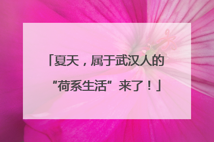 夏天，属于武汉人的“荷系生活”来了！