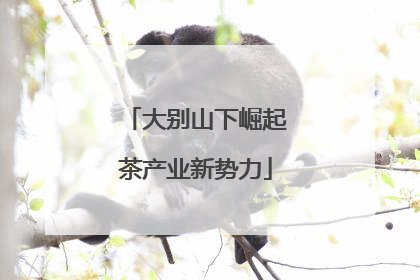 大别山下崛起茶产业新势力
