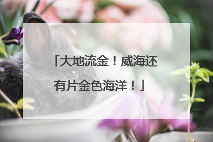 大地流金！威海还有片金色海洋！