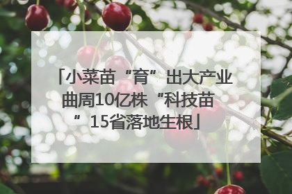 小菜苗“育”出大产业 曲周10亿株“科技苗”15省落地生根