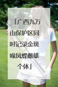 广西九万山保护区同时记录金斑喙凤蝶雌雄个体
