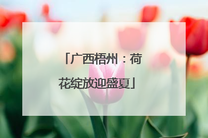 广西梧州：荷花绽放迎盛夏