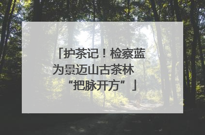 护茶记！检察蓝为景迈山古茶林 “把脉开方”