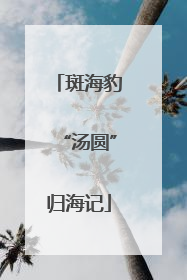斑海豹“汤圆”归海记