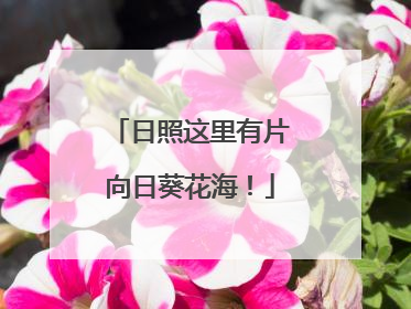 日照这里有片向日葵花海！