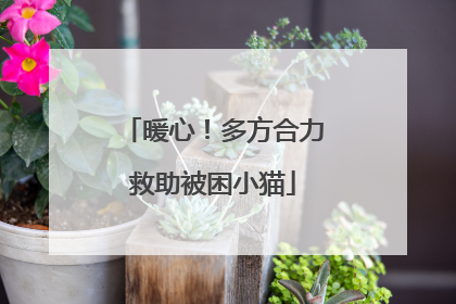 暖心！多方合力救助被困小猫
