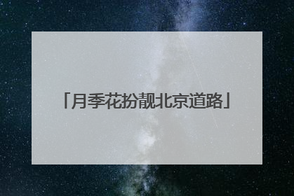 月季花扮靓北京道路