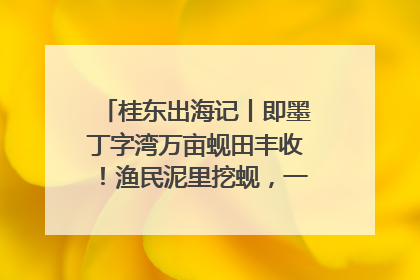 桂东出海记丨即墨丁字湾万亩蚬田丰收！渔民泥里挖蚬，一天上岸过千斤