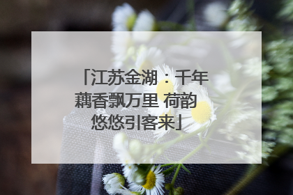 江苏金湖：千年藕香飘万里 荷韵悠悠引客来