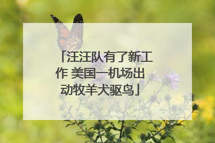汪汪队有了新工作 美国一机场出动牧羊犬驱鸟