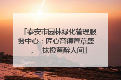 泰安市园林绿化管理服务中心：匠心育得萱草盛，一抹橙黄醉人间