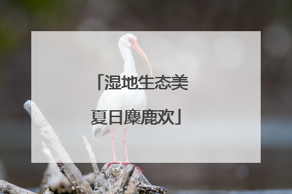 湿地生态美 夏日麋鹿欢