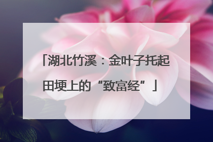 湖北竹溪：金叶子托起田埂上的“致富经”