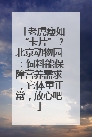 老虎瘦如“卡片”？北京动物园：饲料能保障营养需求，它体重正常，放心吧
