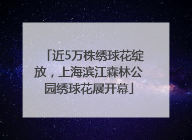 近5万株绣球花绽放，上海滨江森林公园绣球花展开幕