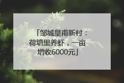 邹城皇甫新村：荷塘里养虾，一亩增收6000元