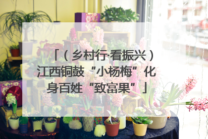 （乡村行·看振兴）江西铜鼓“小杨梅”化身百姓“致富果”