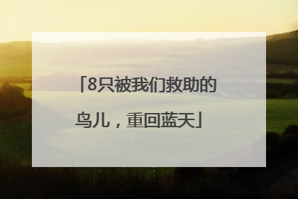8只被我们救助的鸟儿，重回蓝天