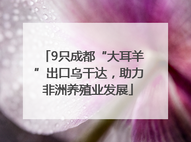 9只成都“大耳羊”出口乌干达，助力非洲养殖业发展